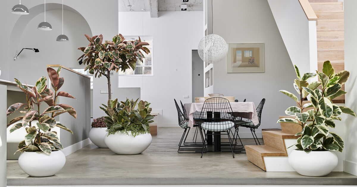 Le ficus, la plante incontournable de votre intérieur