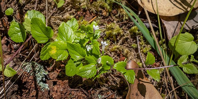 Menthe indienne : la sarriette menthe à découvrir