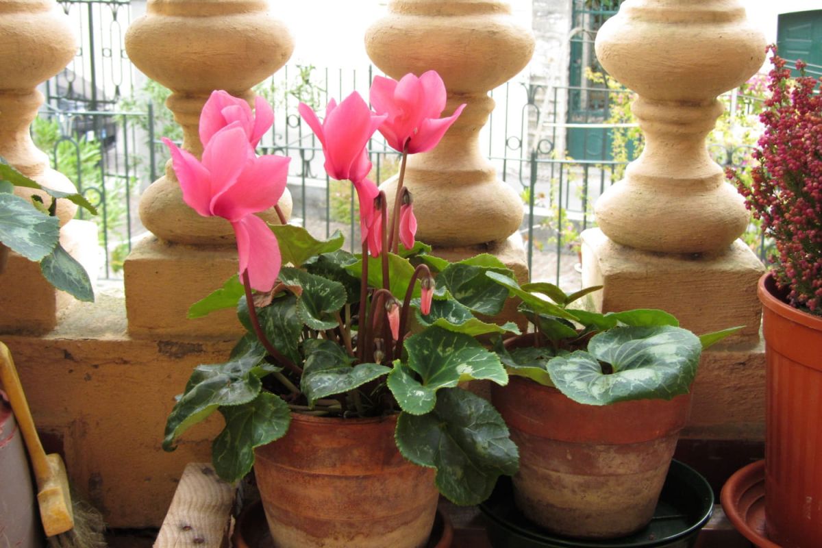 Éveillez votre balcon cet hiver : plantes et conseils pour bien les entretenir
