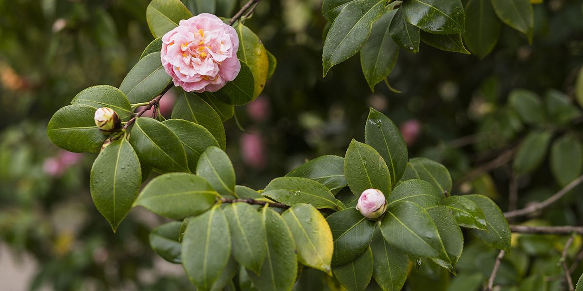 Pourquoi votre camélia perd-il ses boutons floraux ? Voici 6 erreurs à éviter.