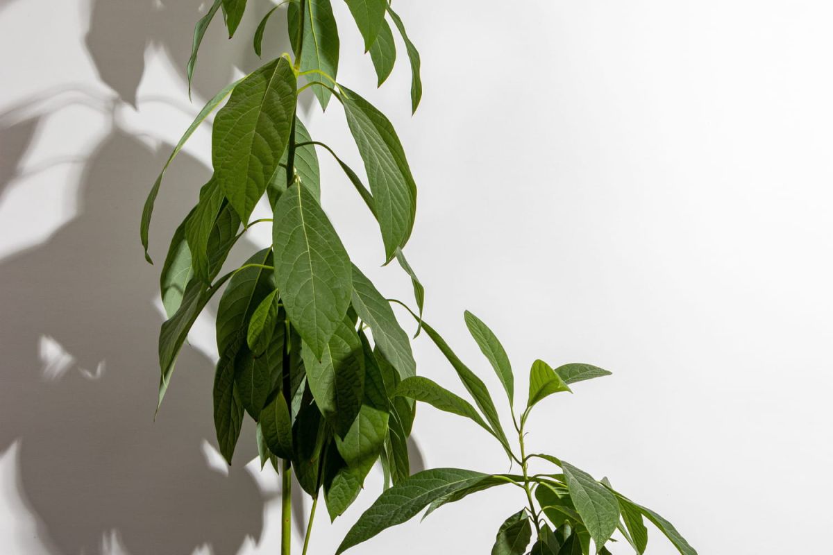l'arbre parfait pour l'intérieur : rapide, facile et éblouissant