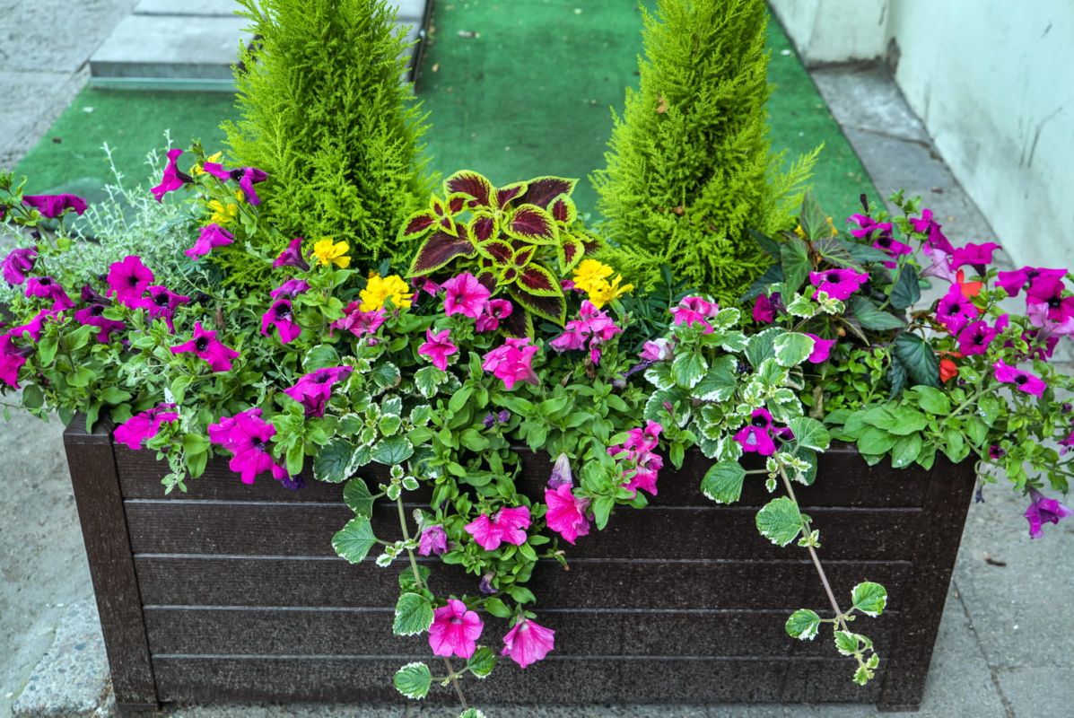 plantes à fleurs pour des jardinières toujours vertes