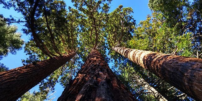À la rencontre du séquoia géant, un titan de la nature