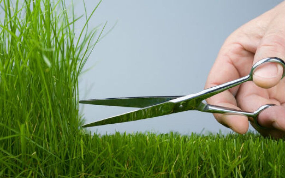 Des astuces pour un gazon éclatant toute l'année