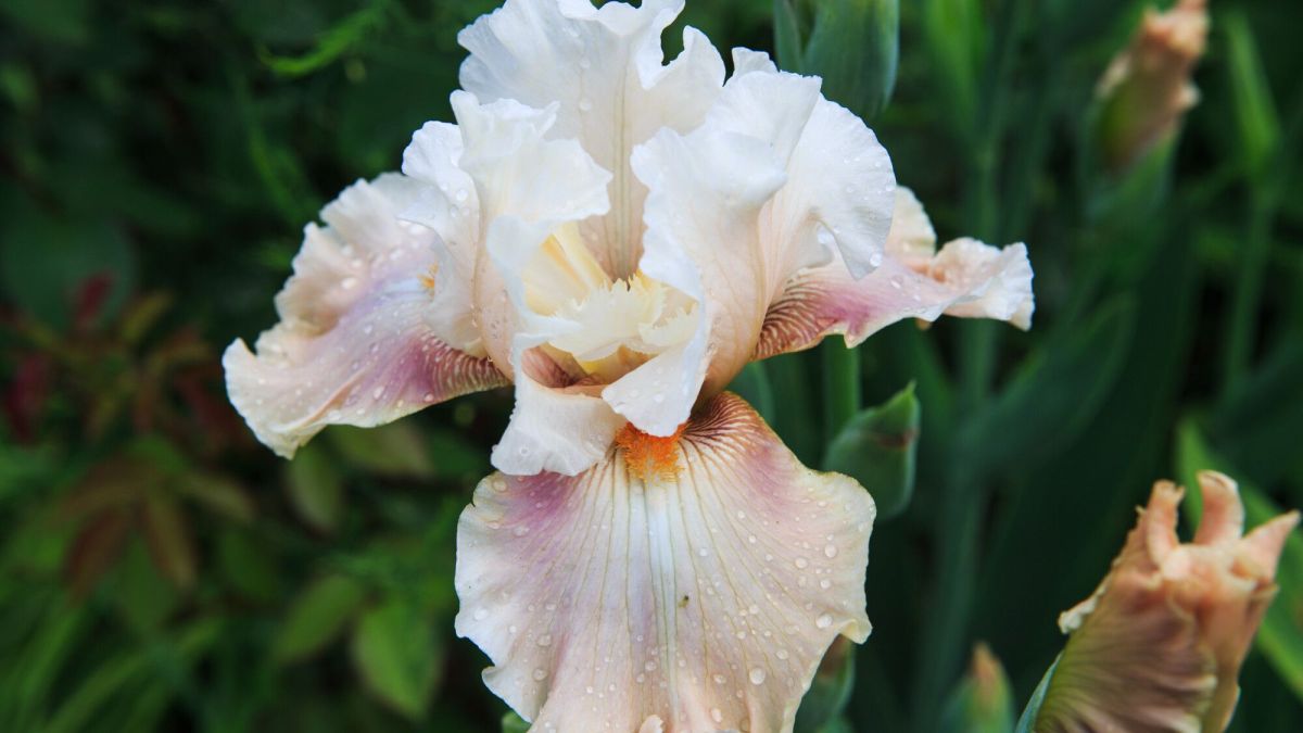 L'iris : la couleur et l'élégance au jardin