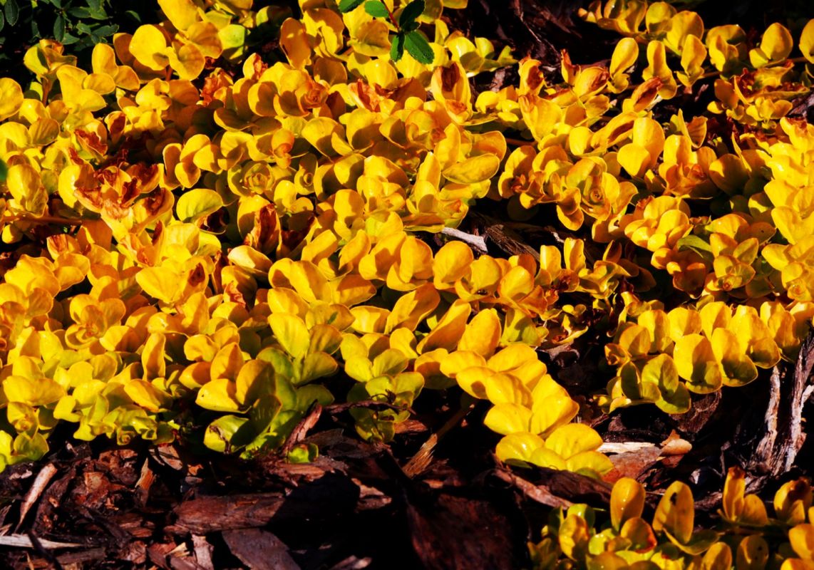 Découvrez la lysimaque dorée : un couvre-sol éblouissant et économe en arrosage