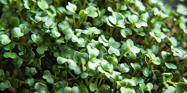 Les secrets du semis de roquette : guide pratique