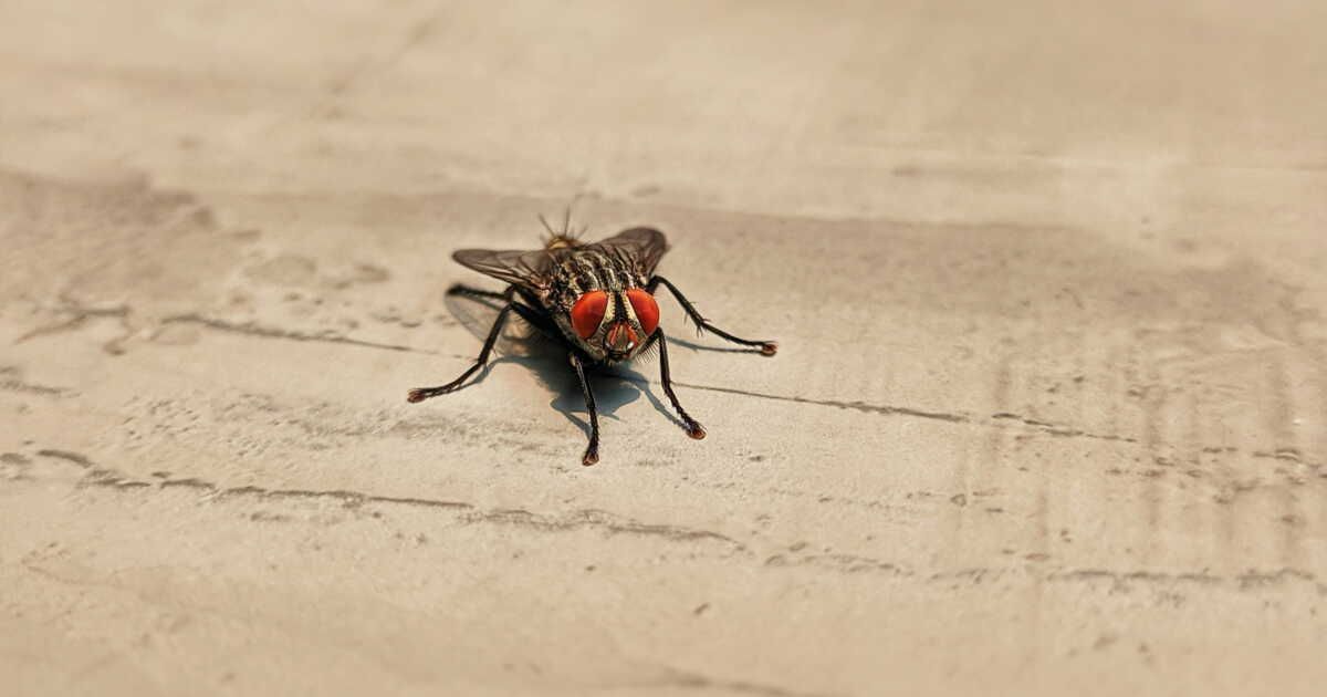 éloignez les mouches de votre maison avec cette technique facile et rapide