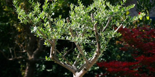 Taille de l’olivier : astuces pour un entretien réussi