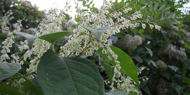 La renouée du Japon : une menace silencieuse pour la biodiversité