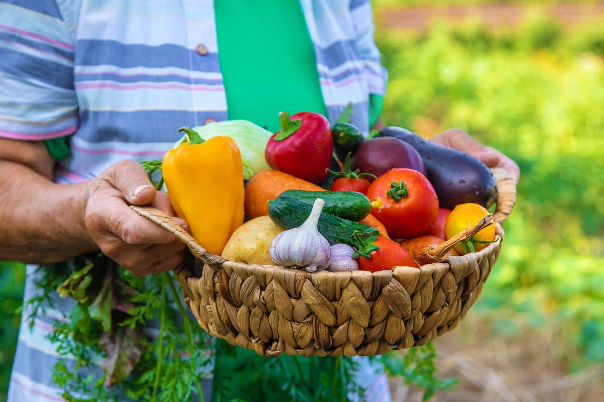 le jardin potager autonome qui révolutionne votre été