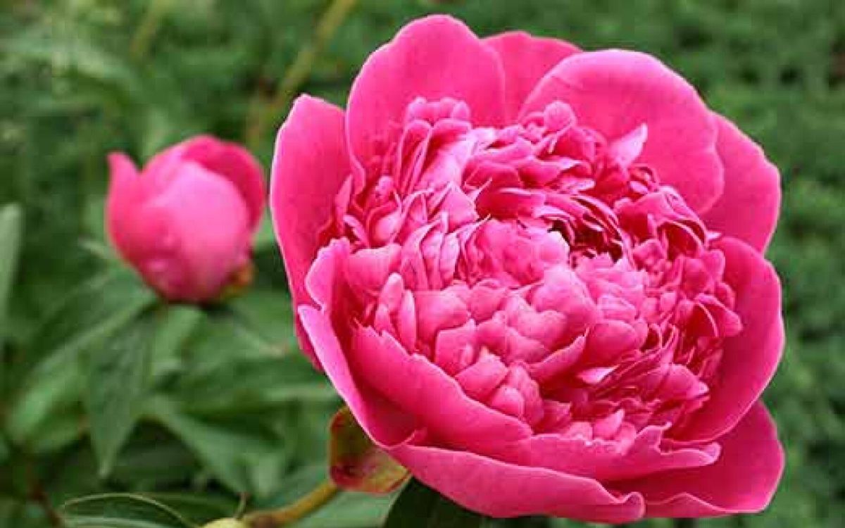 Des conseils essentiels pour entretenir votre pivoine arbustive