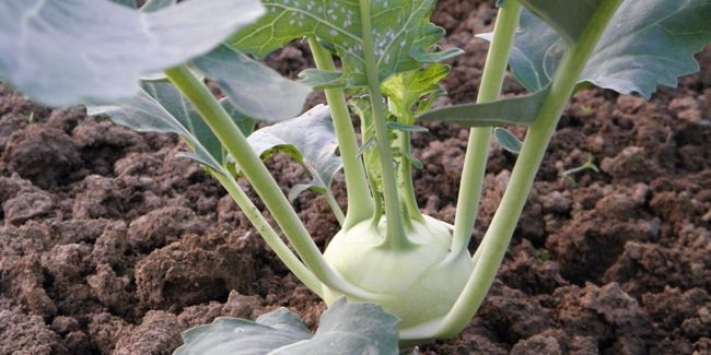 Le chou-rave, un légume-tige au goût surprenant