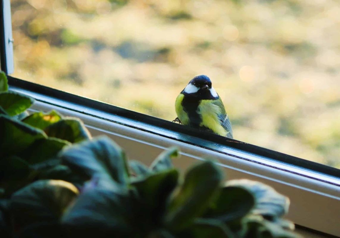 quand une mésange s'invite chez vous : un message de la nature