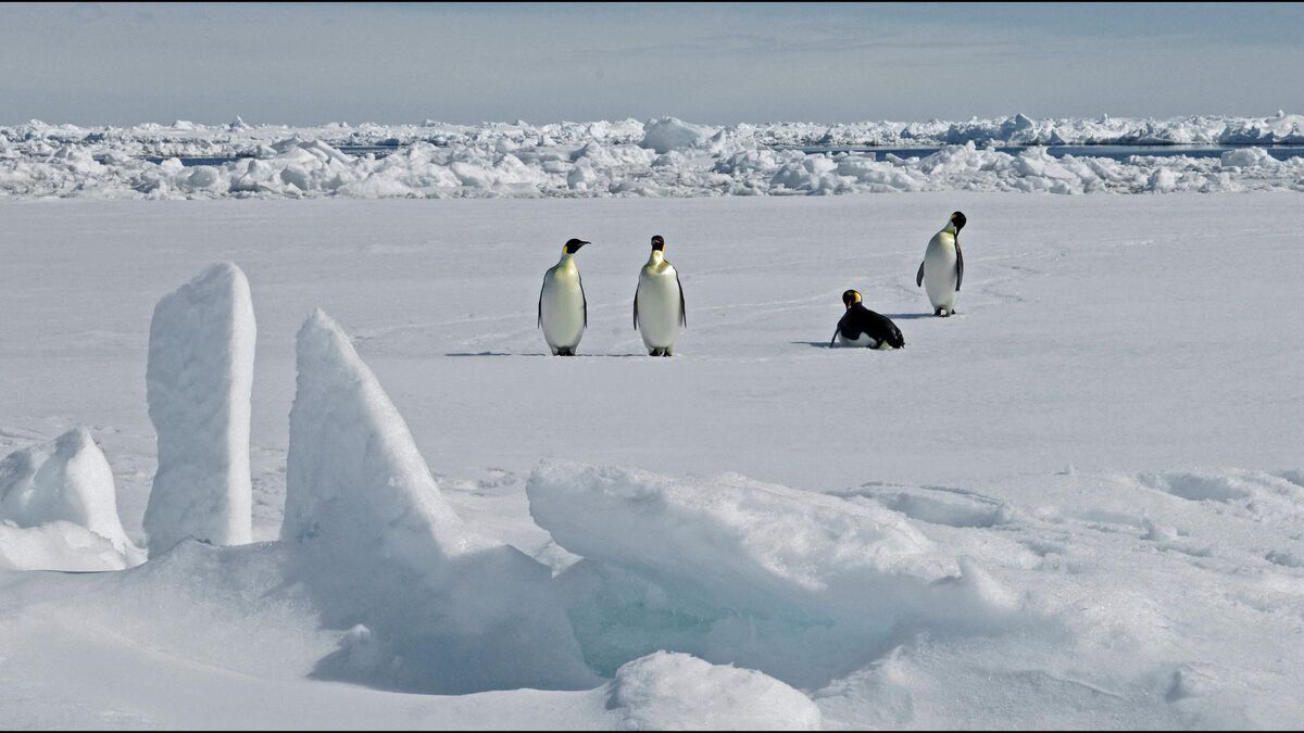 Le manchot empereur, symbole de l'Antarctique, confronté à un avenir incertain