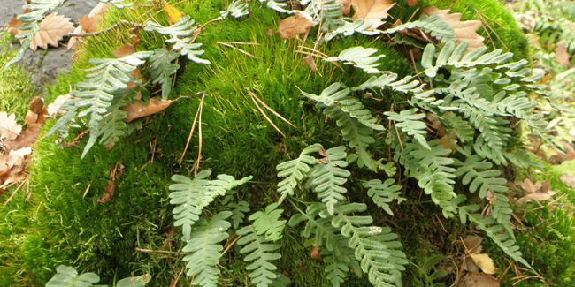 La fougère polypode : un atout pour votre jardin