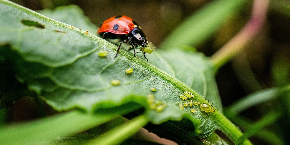 découvrez comment éliminer les pucerons efficacement avec ces astuces