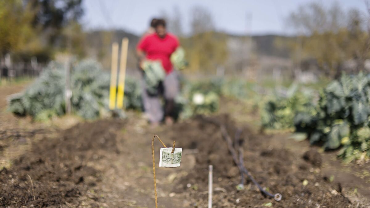 Bagneaux-sur-Loing : des légumes du jardin désormais à risque pour la santé