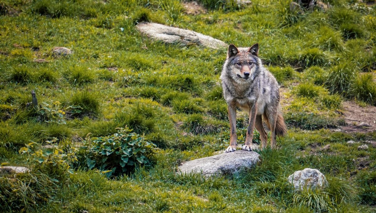 Face au loup, les éleveurs du Pilat expriment leur détresse