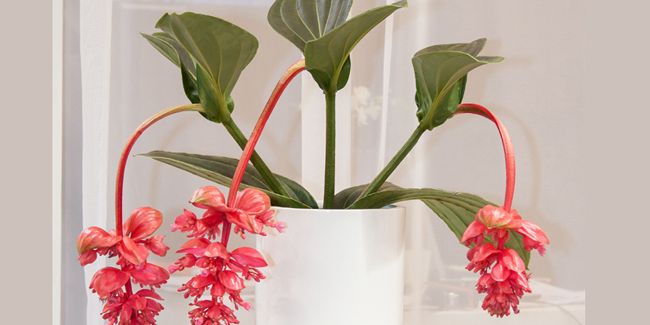 la médinilla magnifique, un trésor tropical à domestiquer