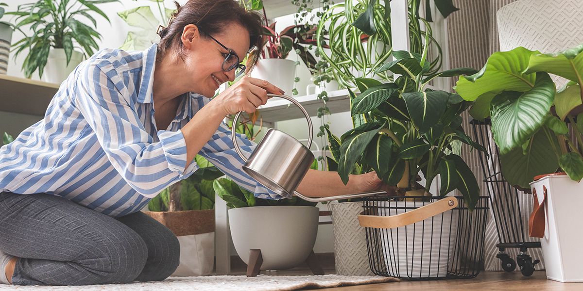 6 astuces incontournables pour garder vos plantes d'intérieur en pleine santé