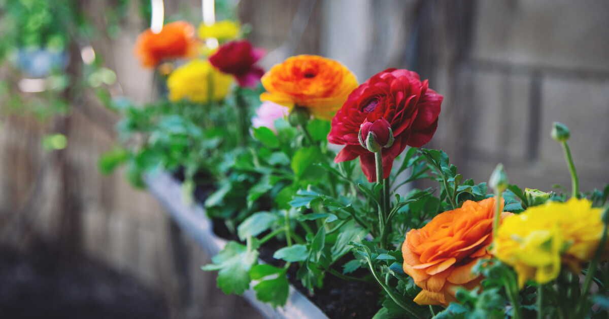 Les meilleures plantations de février : boostez votre jardin
