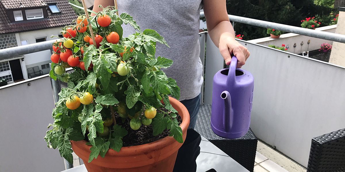 Cultivez vos légumes en pot : un potager à portée de main