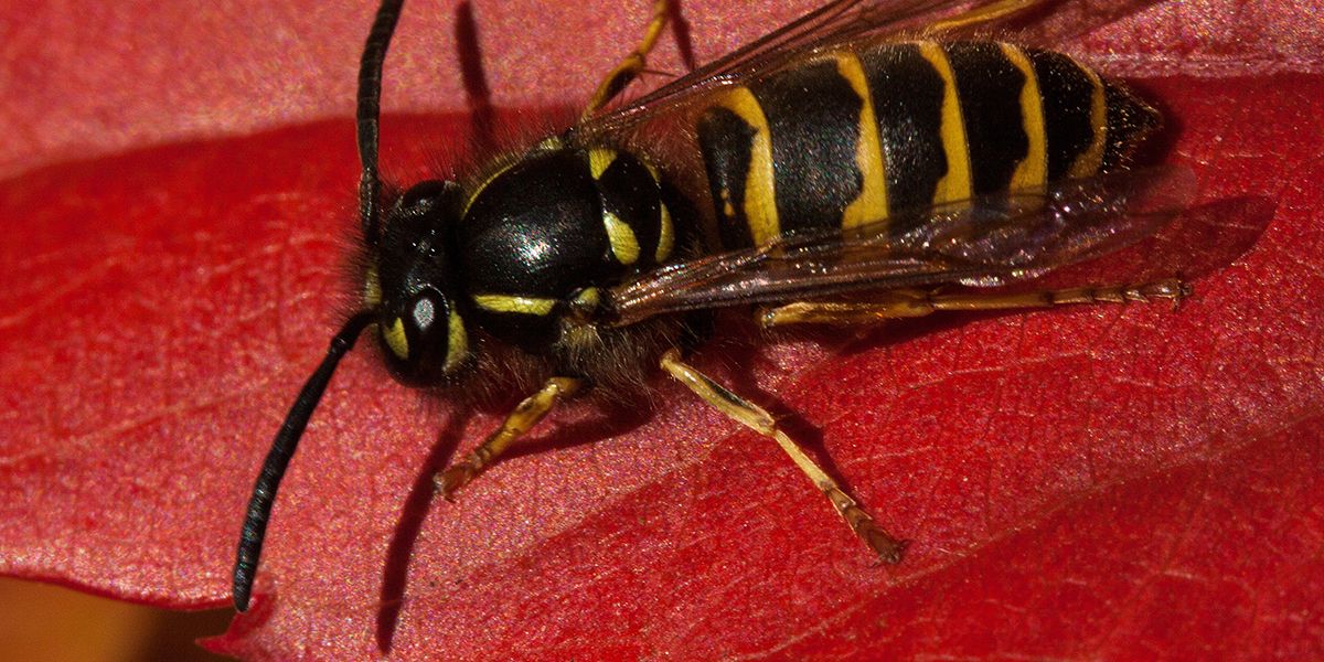 Comment éloigner les guêpes de votre vigne vierge cet été