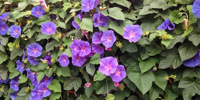 L'ipomée, la grimpeuse aux fleurs éclatantes