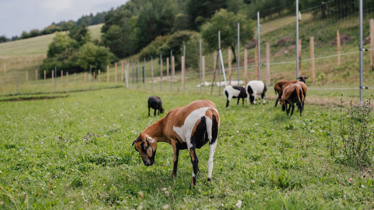 Un jeune interpellé pour cruauté sur des animaux grâce à des pièges photos en Provence