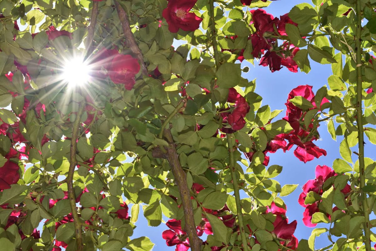 Préserver vos plantes de la chaleur estivale