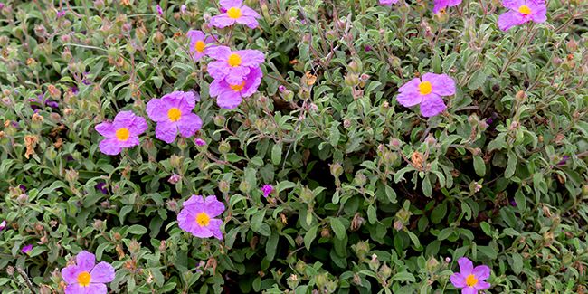 Bouturer le ciste : guide pratique pour réussir