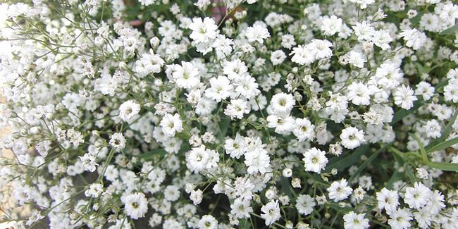 Gypsophile : les fleurs légères qui subliment vos bouquets
