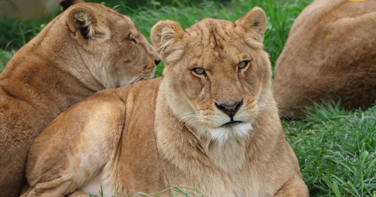 Quatre lionnes retrouvent la liberté à Saint-Martin-la-Plaine