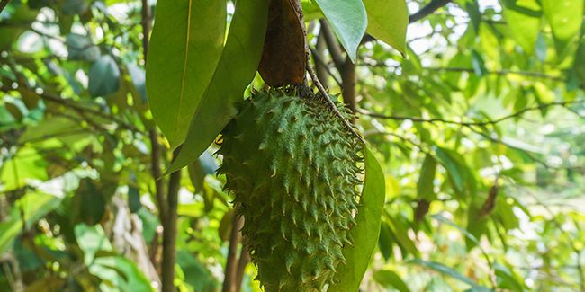 À la découverte du corossol (Annona muricata)