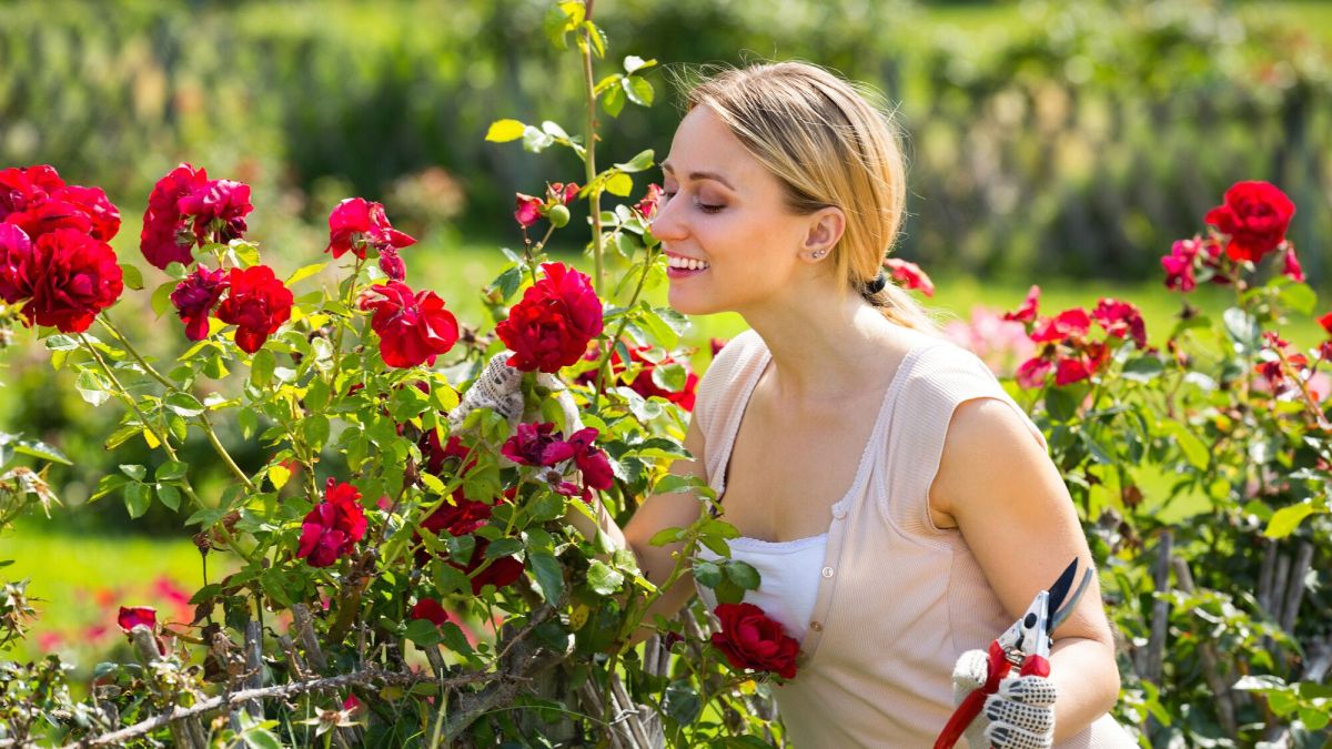 Un geste simple pour des rosiers éclatants tout l’été