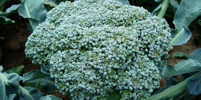 Le brocoli, un joyau de la gastronomie italienne