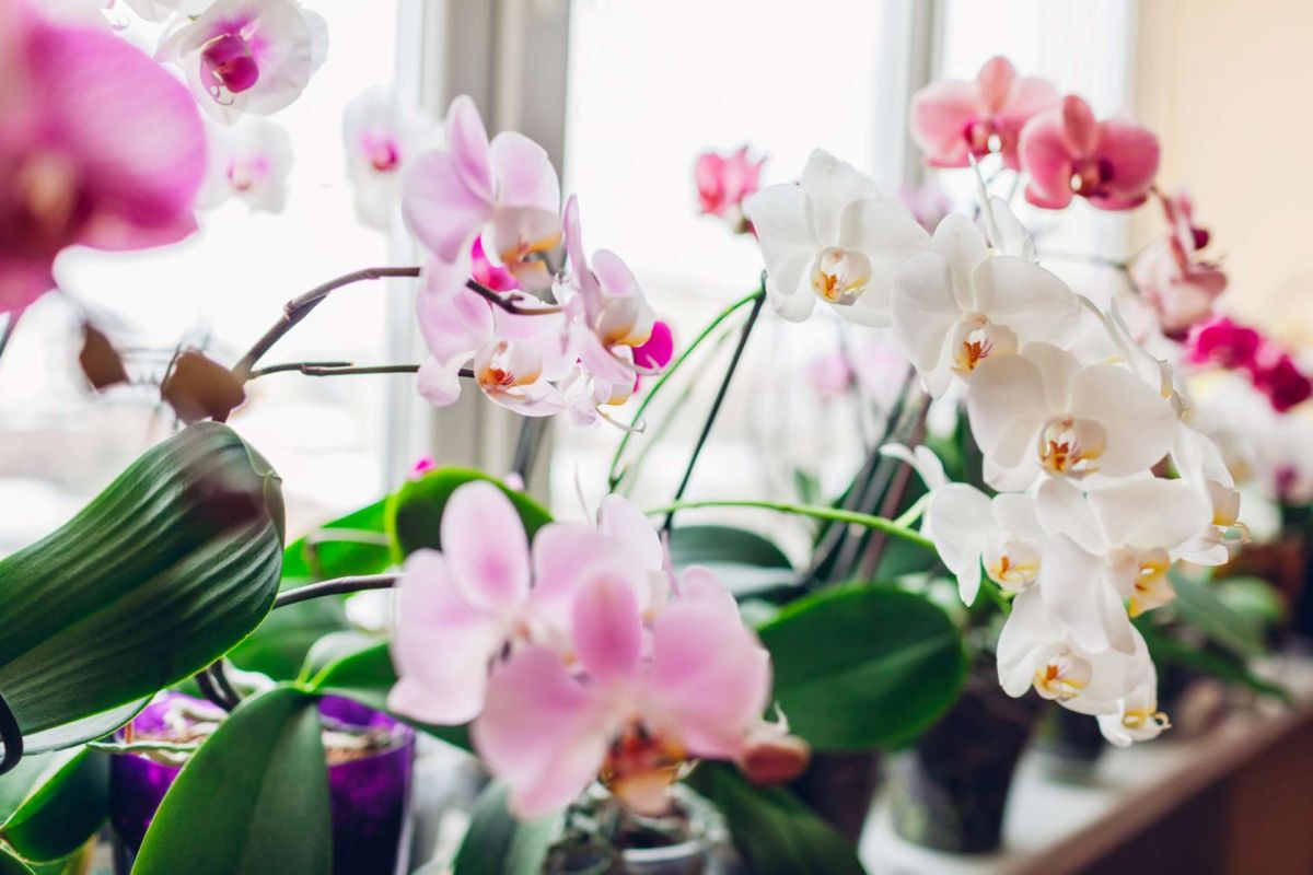 Réveillez vos orchidées : elles peuvent fleurir plus souvent que vous le pensez