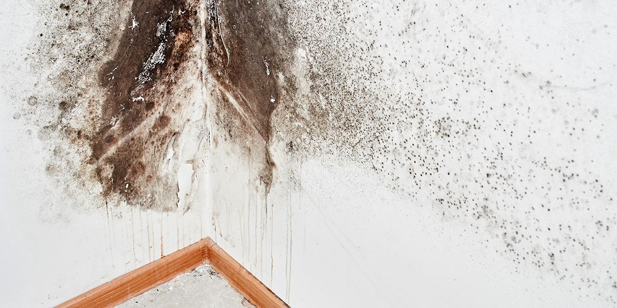Comment maîtriser l'humidité dans votre maison : astuces et solutions