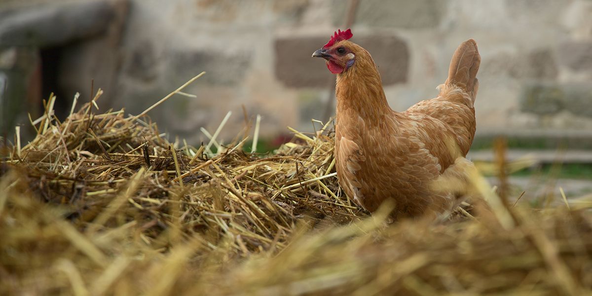 La fiente de poule : un trésor pour votre jardin ?