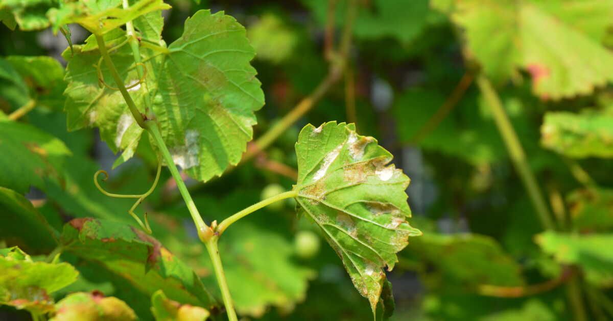 Mildiou, rouille, oïdium : les secrets pour un potager sain