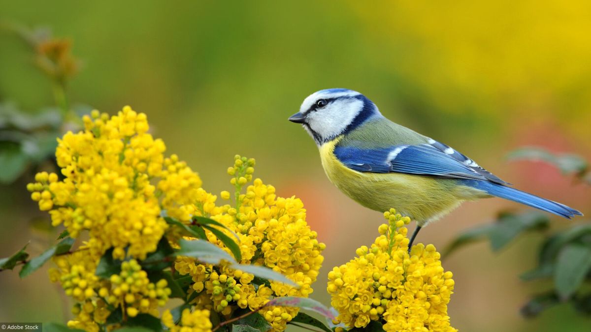 Attirer les oiseaux dans votre jardin : les meilleures astuces