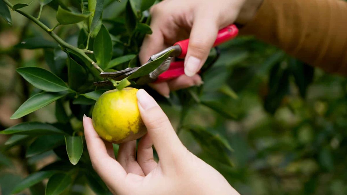 Optimiser la taille des agrumes pour une récolte abondante