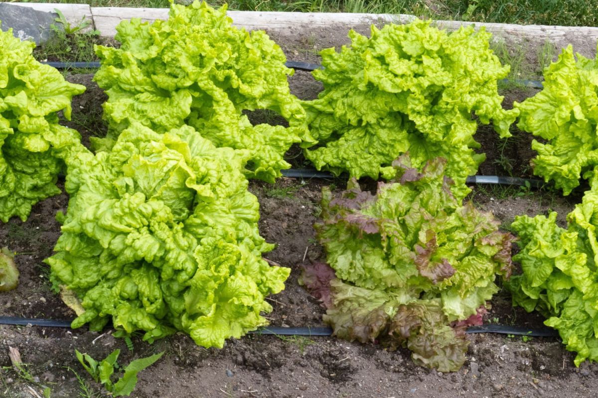 Salade : quand semer les graines, plants à repiquer
