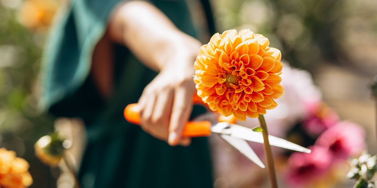 l'art de la coupe des dahlias : conseils pour une floraison prolongée