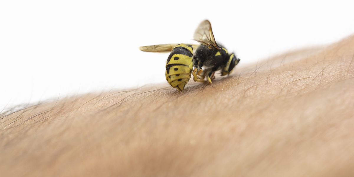 des solutions naturelles pour soulager les piqûres de guêpes