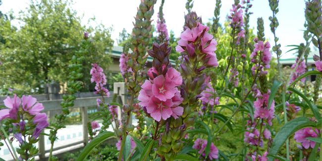 À la découverte de la sidalcée : la mauve des prairies