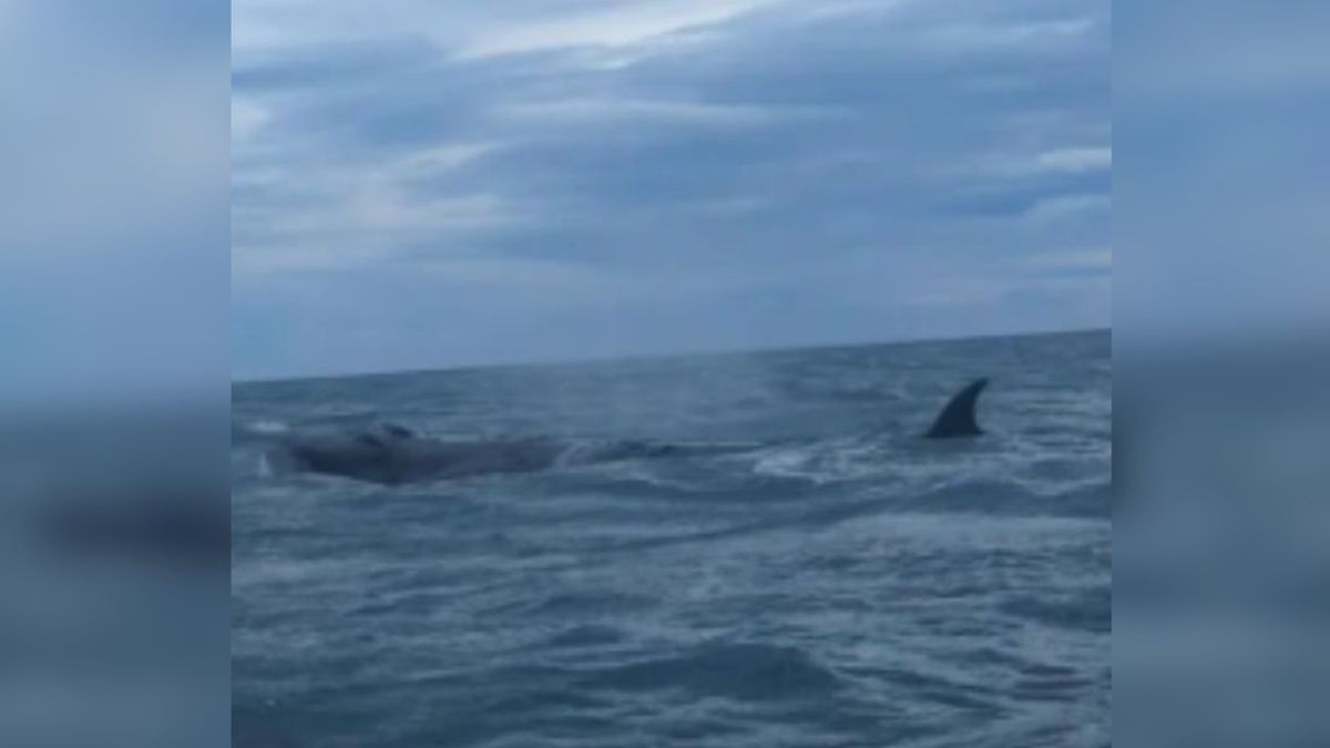 Une rencontre exceptionnelle : la baleine aperçue dans l'Aude intrigue les spécialistes