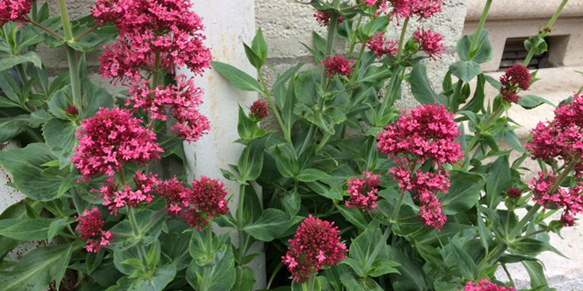 Valériane rouge (Centranthus ruber) : la reine des jardins
