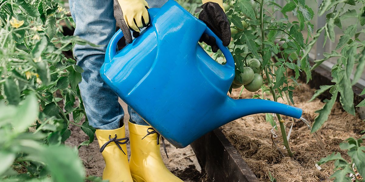 Les clés pour bien arroser vos plantes pendant la canicule